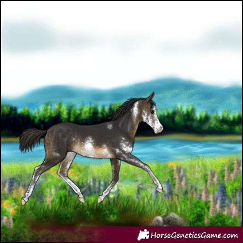 Horse Color:Buckskin Sabino Rabicano