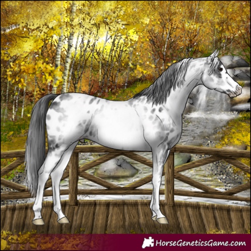 Horse Color:White Spotted Black Frame Near Leopard 