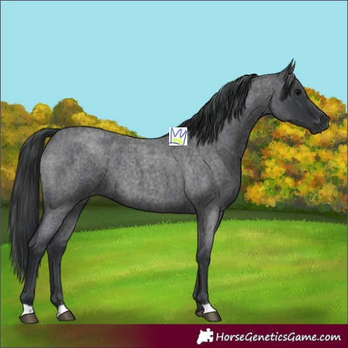 Horse Color:Blue Roan
