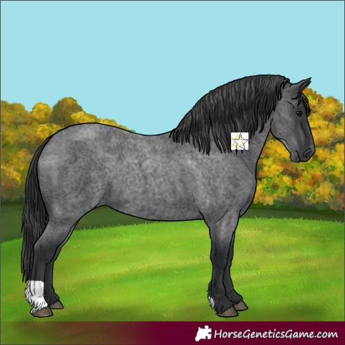Horse Color:Blue Roan