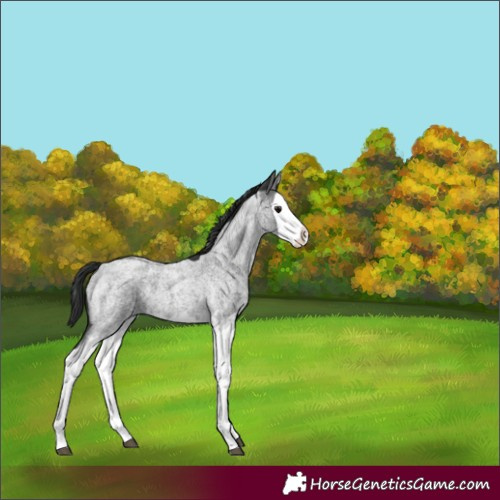 Horse Color:Blue Roan Splash