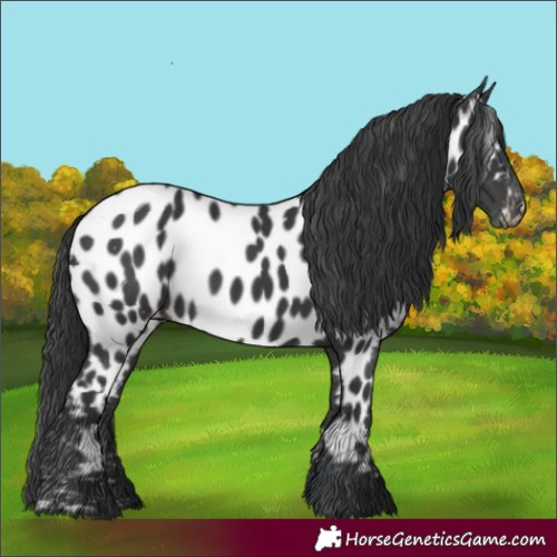 Horse Color:White Spotted Black Near Leopard