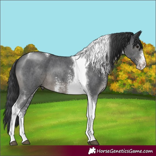Horse Color:Black Sabino Tobiano
