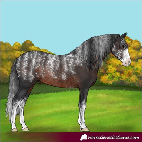 Horse Color:Powder White Brown Sabino Rabicano 