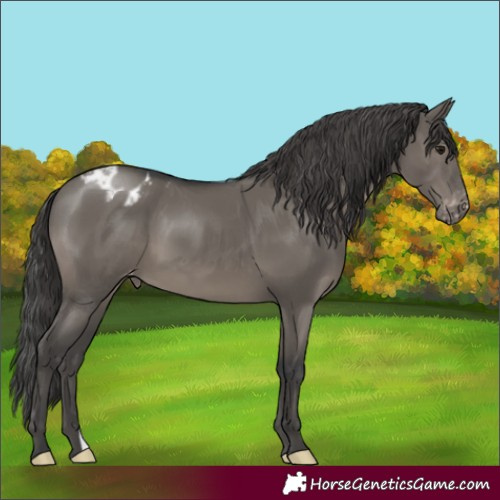 Horse Color:Grullo Varnish