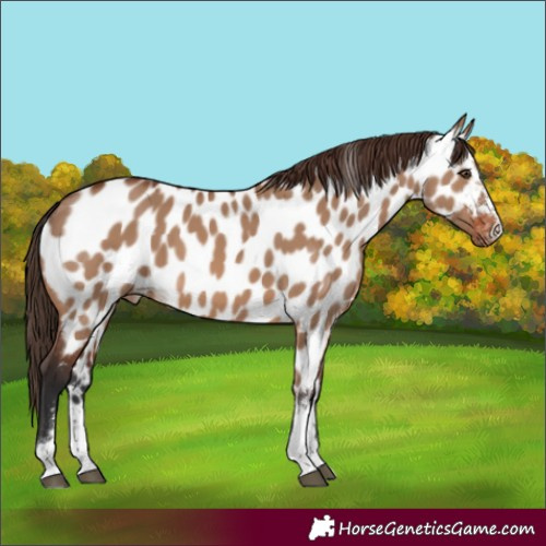 Horse Color:Brown Dun Near Leopard