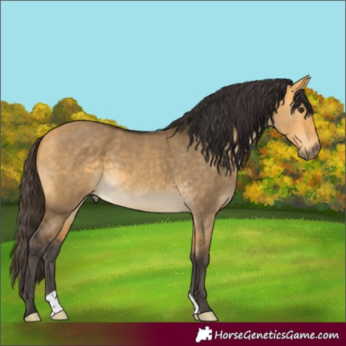 Horse Color:Buckskin Dun 