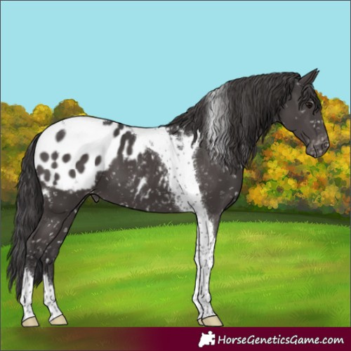 Horse Color:Smoky Black Tobiano Blanket 