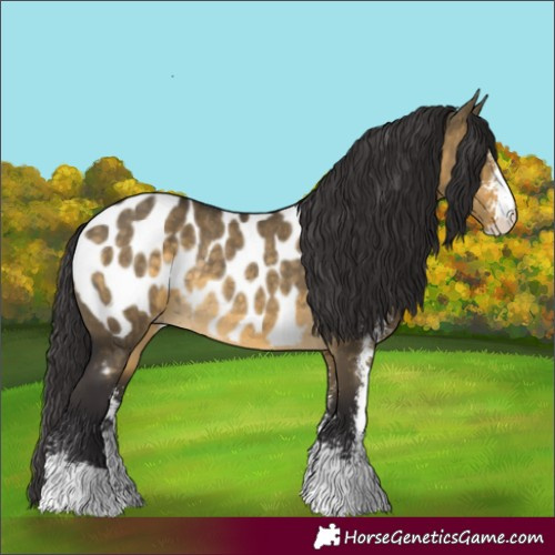 Horse Color:Buckskin Dun Sabino Near Leopard Rabicano 