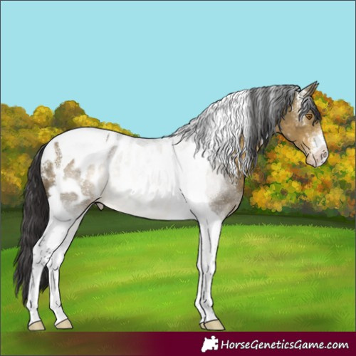Horse Color:Powder White Buckskin Dun Tobiano Near Leopard Brindle 