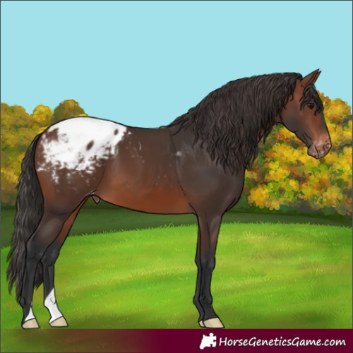 Horse Color:Brown Snowcap 