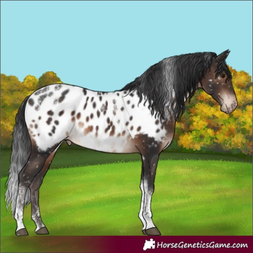 Horse Color:Powder White Brown Tobiano Near Leopard