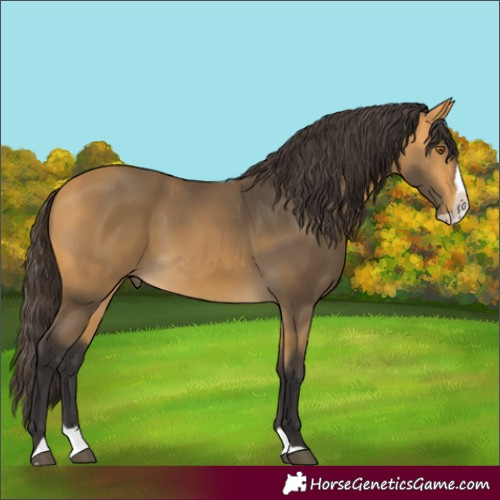 Horse Color:Buckskin Splash 