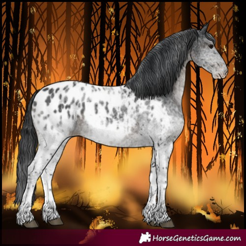 Horse Color:White Spotted Black Blanket
