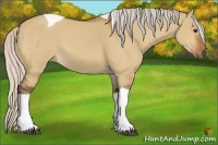 Horse Color:Silver Bay Dun Tobiano