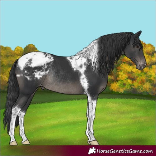 Horse Color:Black Tobiano Varnish Rabicano