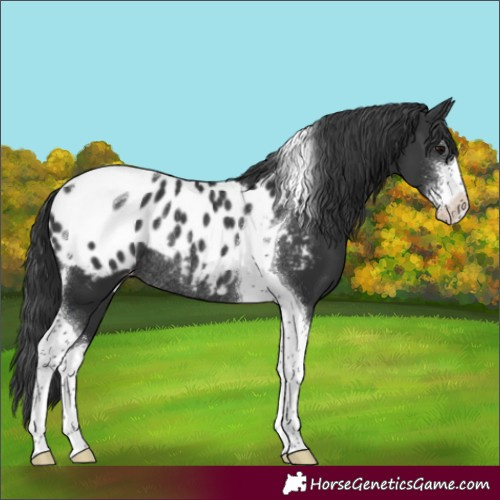 Horse Color:Black Sabino Tobiano Blanket Rabicano