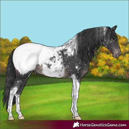 Horse Color:Black Tobiano Snowcap Rabicano 
