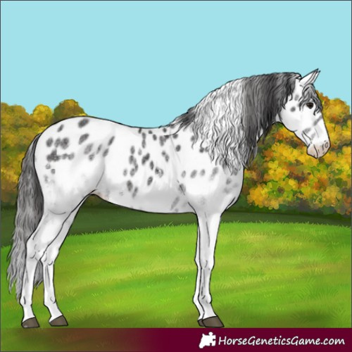 Horse Color:White Spotted Smoky Black Leopard
