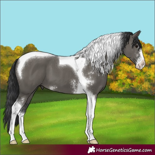 Horse Color:Grullo Sabino Tobiano 