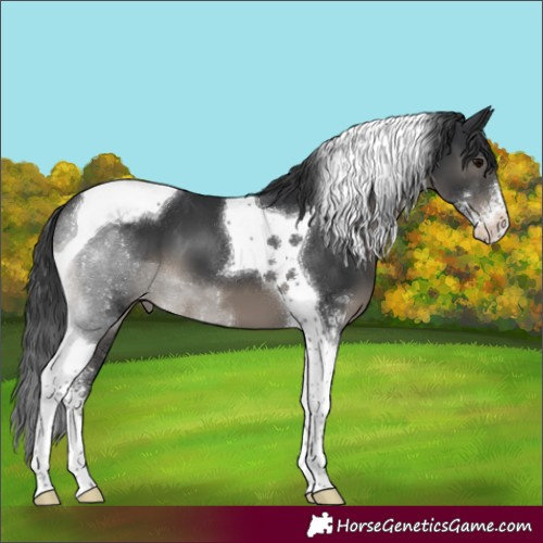 Horse Color:Black Sabino Tobiano Snowcap 