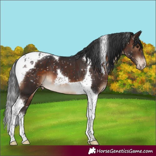 Horse Color:Brown Tobiano Snowflake Varnish