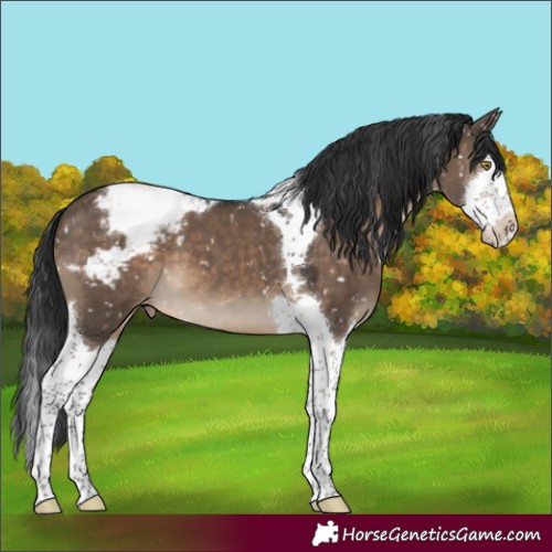 Horse Color:Brown Dun Splash Tobiano Snowcap 