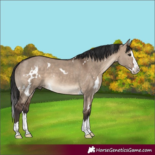 Horse Color:White Spotted Brown Dun Splash