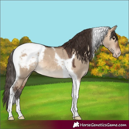 Horse Color:Bay Dun Tobiano Snowcap 
