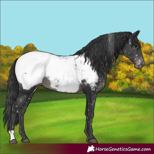 Horse Color:Black Snowcap 