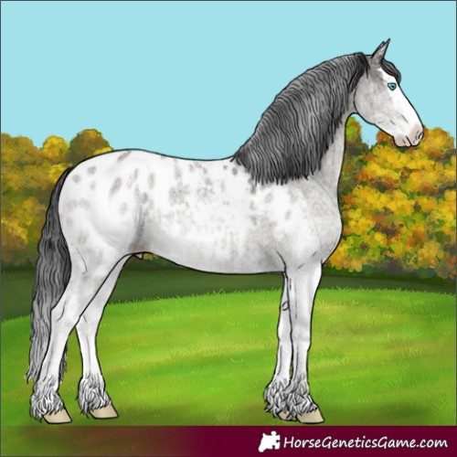 Horse Color:White Spotted Grullo Splash Blanket