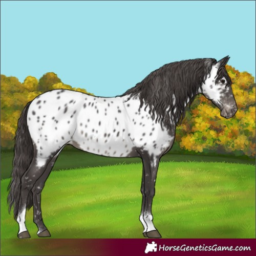 Horse Color:Smoky Black Tobiano Near Leopard Rabicano 