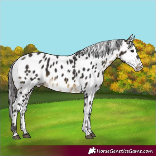 Horse Color:Buckskin Leopard 