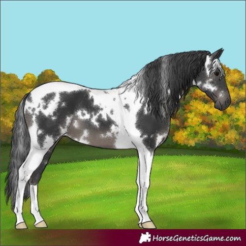 Horse Color:White Spotted Black Tobiano
