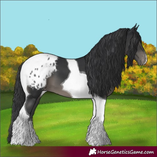 Horse Color:Black Tobiano Blanket 