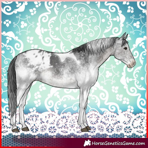 Horse Color:White Spotted Black Tobiano Blanket