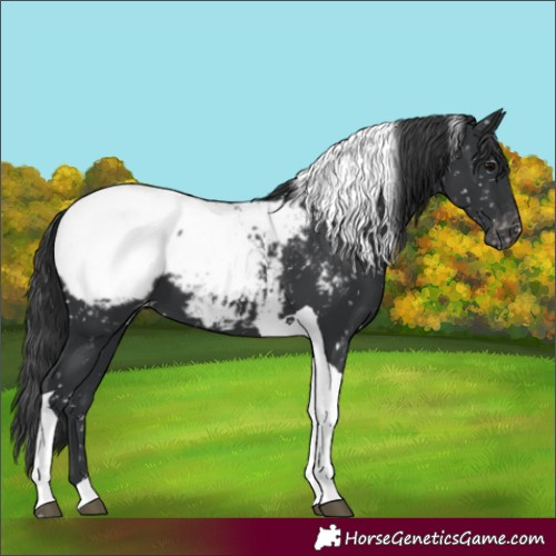 Horse Color:Black Tobiano Snowcap