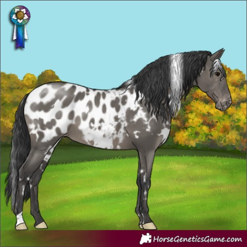 Horse Color:White Spotted Grullo Blanket