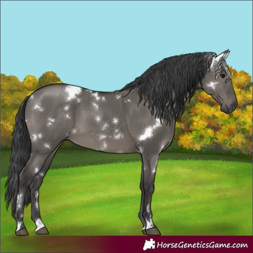 Horse Color:White Spotted Grullo 