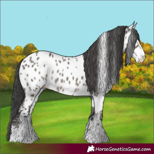 Horse Color:Grullo Near Leopard Rabicano 