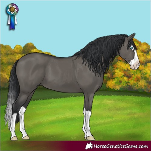 Horse Color:Grullo Splash 