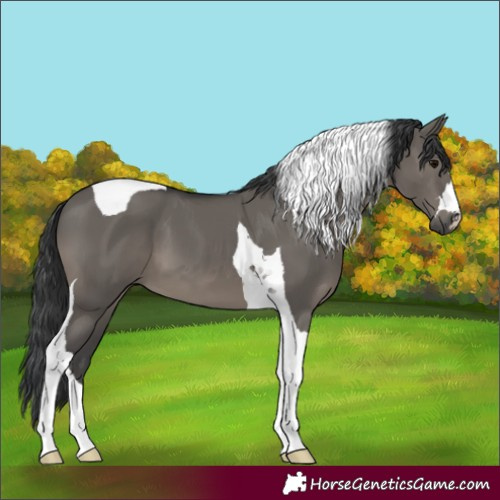 Horse Color:Grullo Tobiano