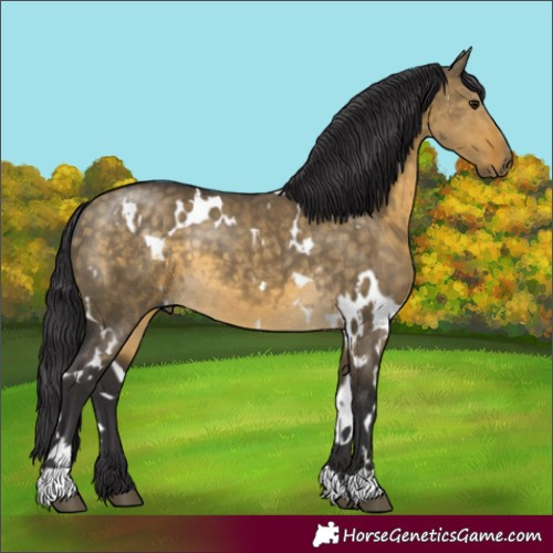 Horse Color:White Spotted Buckskin Dun 