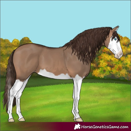 Horse Color:Brown Dun Splash Varnish