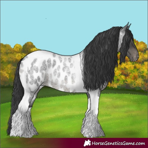 Horse Color:Blue Roan Tobiano Near Leopard