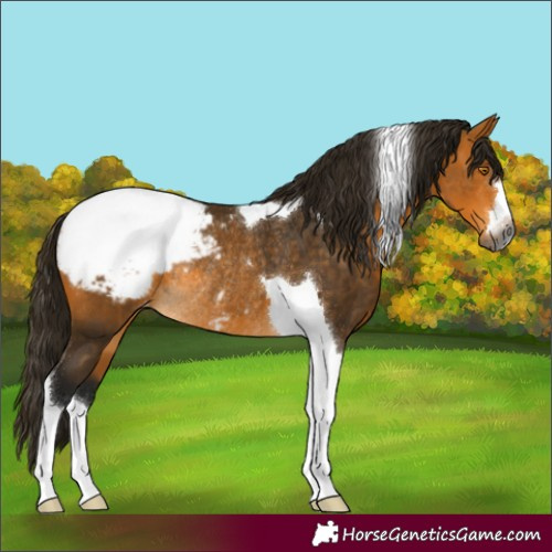 Horse Color:Gray Buckskin Tobiano Snowcap Rabicano 