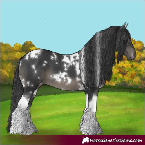 Horse Color:White Spotted Black Tobiano