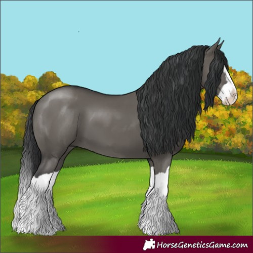 Horse Color:Grullo Splash