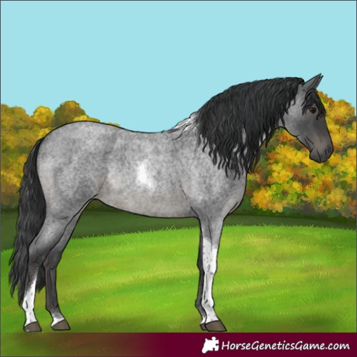Horse Color:Blue Roan Tobiano Rabicano 