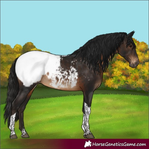 Horse Color:Gray Brown Tobiano Snowcap